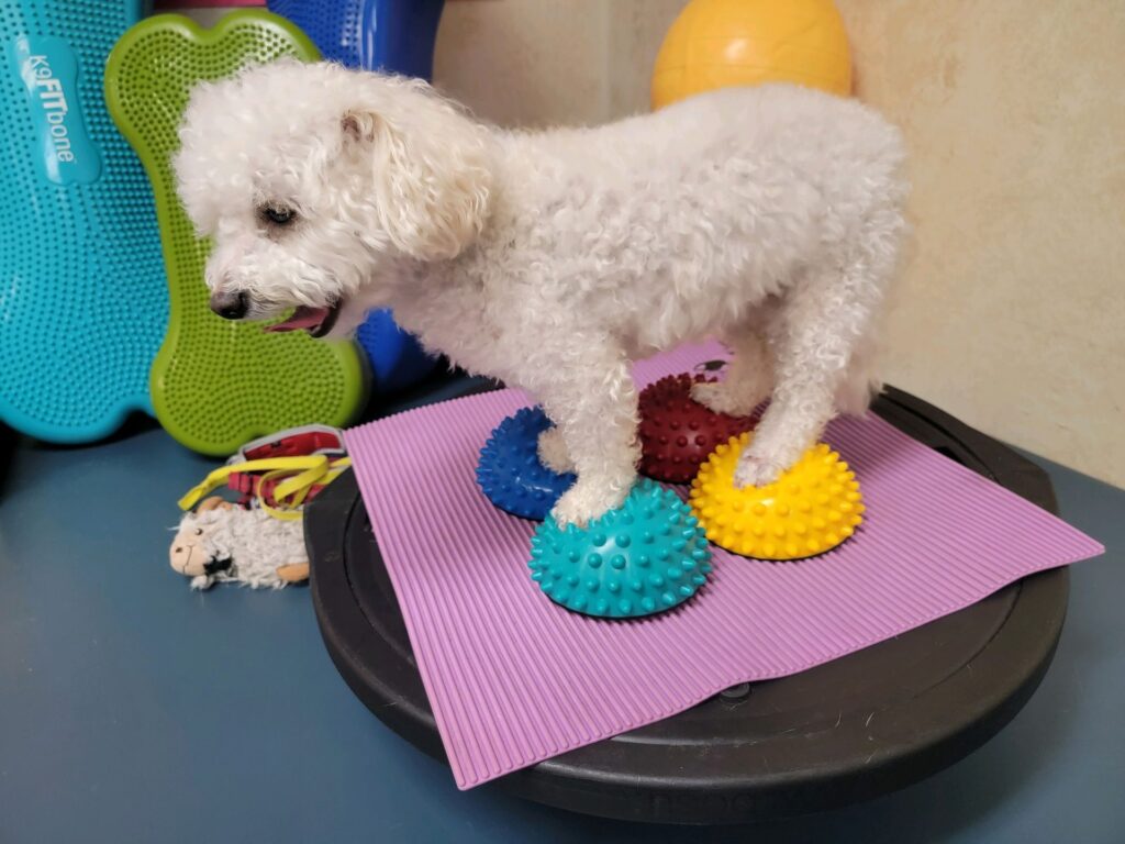 balance training at canine physical rehab recreation montgomery il