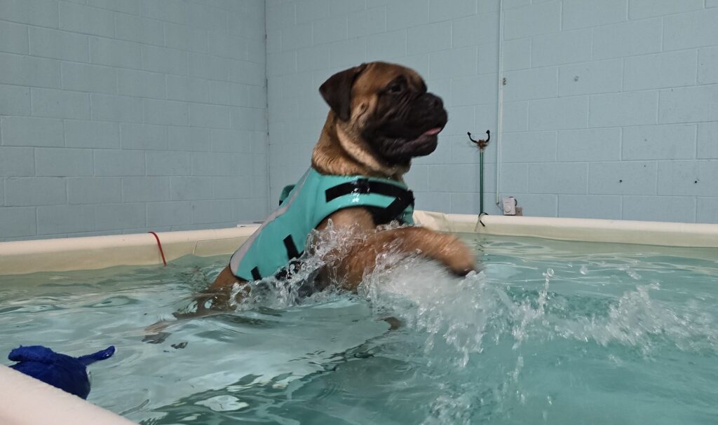 bruce at canine physical rehab recreation montgomery il