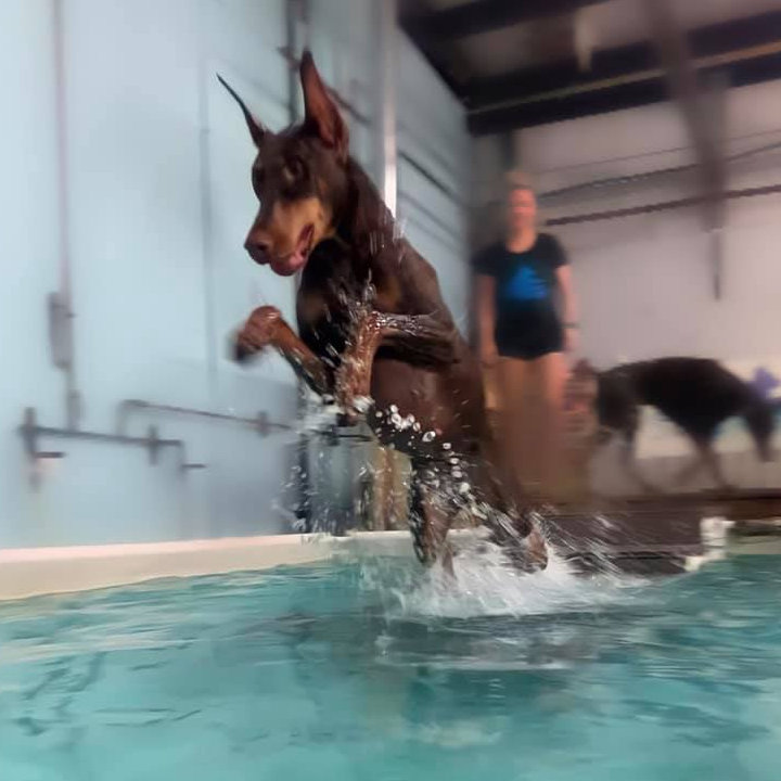 canine physical rehab and recreation 03