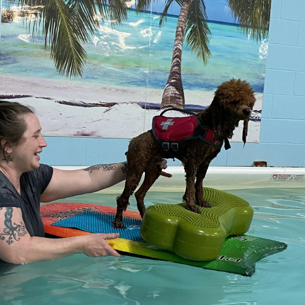 canine physical rehab and recreation