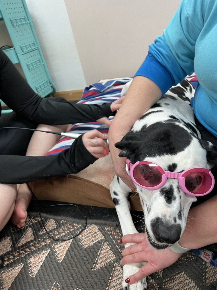 canine physical rehab recreation