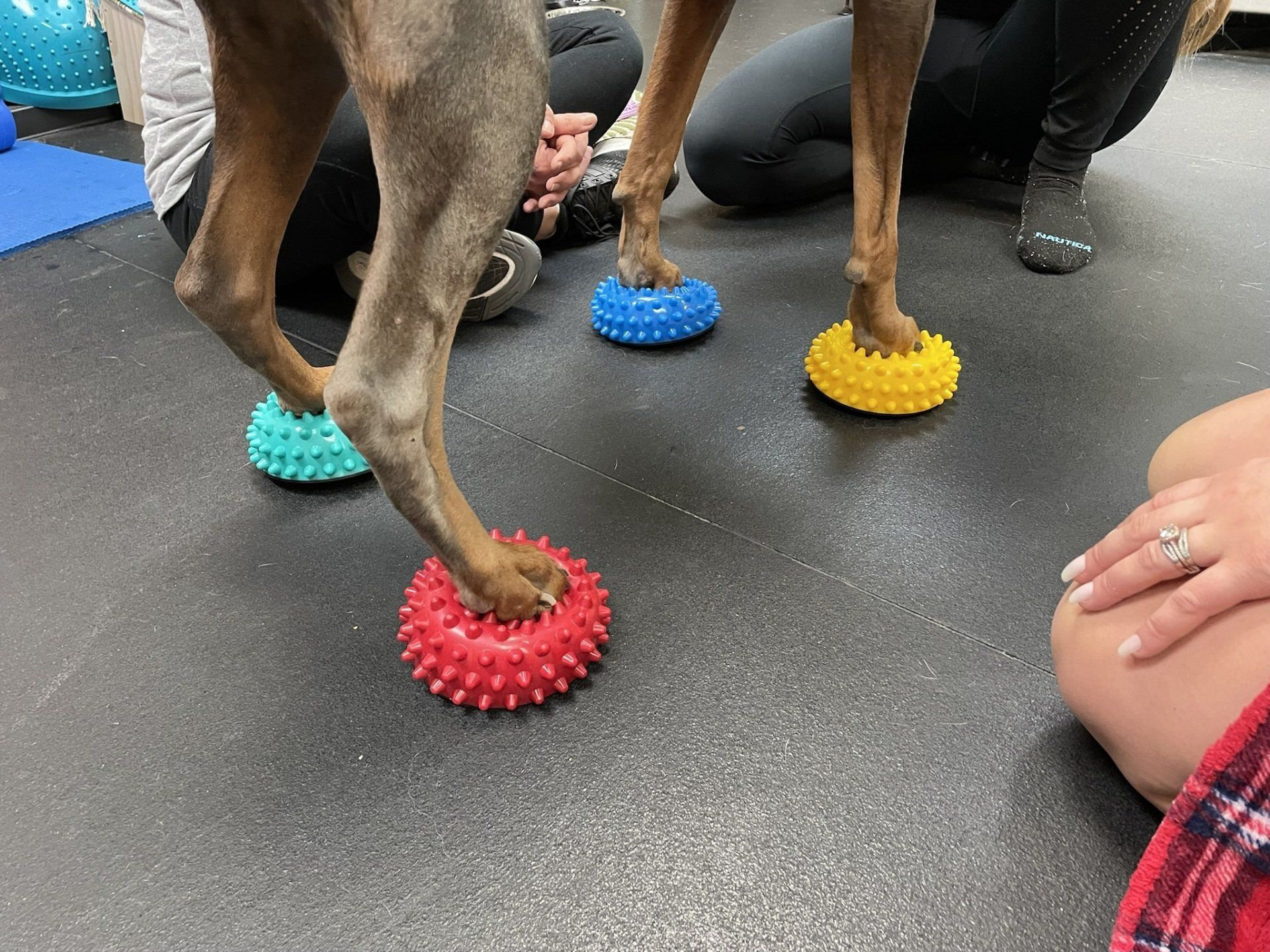 canine+physical+rehab+and+recreation+gallery+hero+image