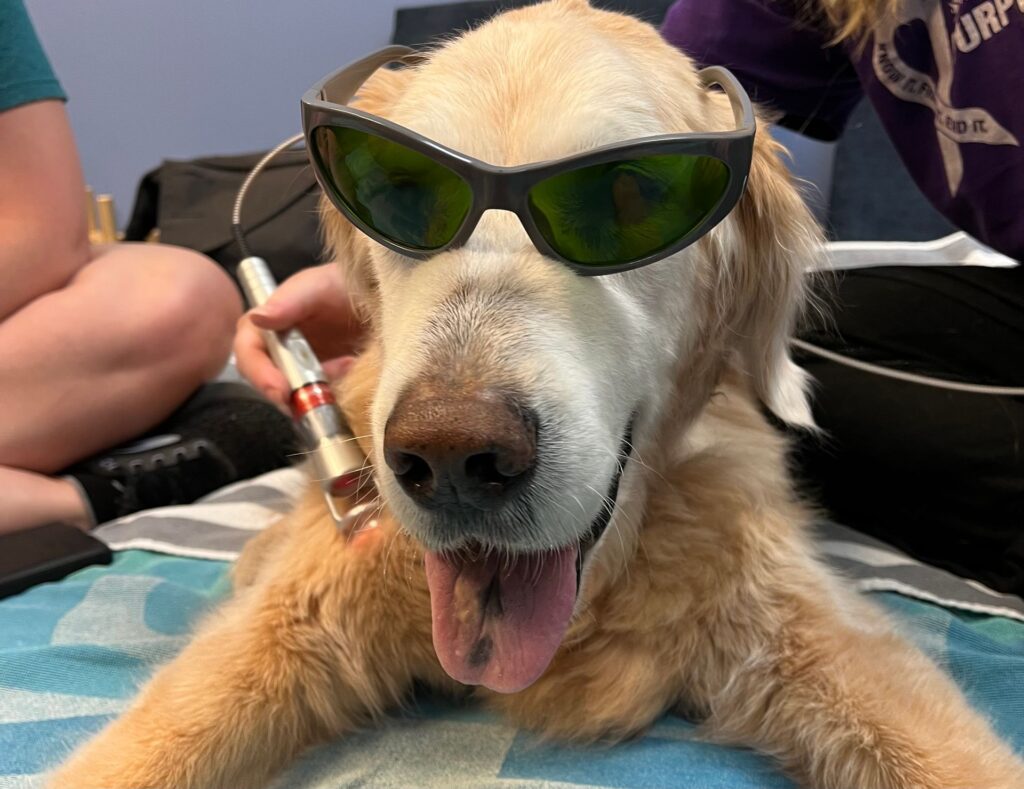 dof sunglasses at canine physical rehab recreation montgomery il