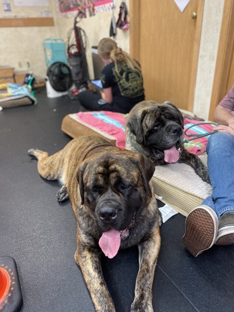 dog break at canine physical rehab recreation montgomery il