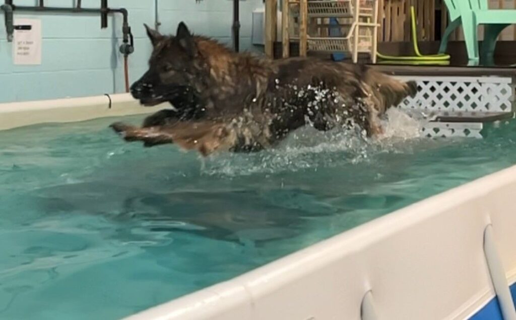 dog dive at canine physical rehab recreation montgomery il