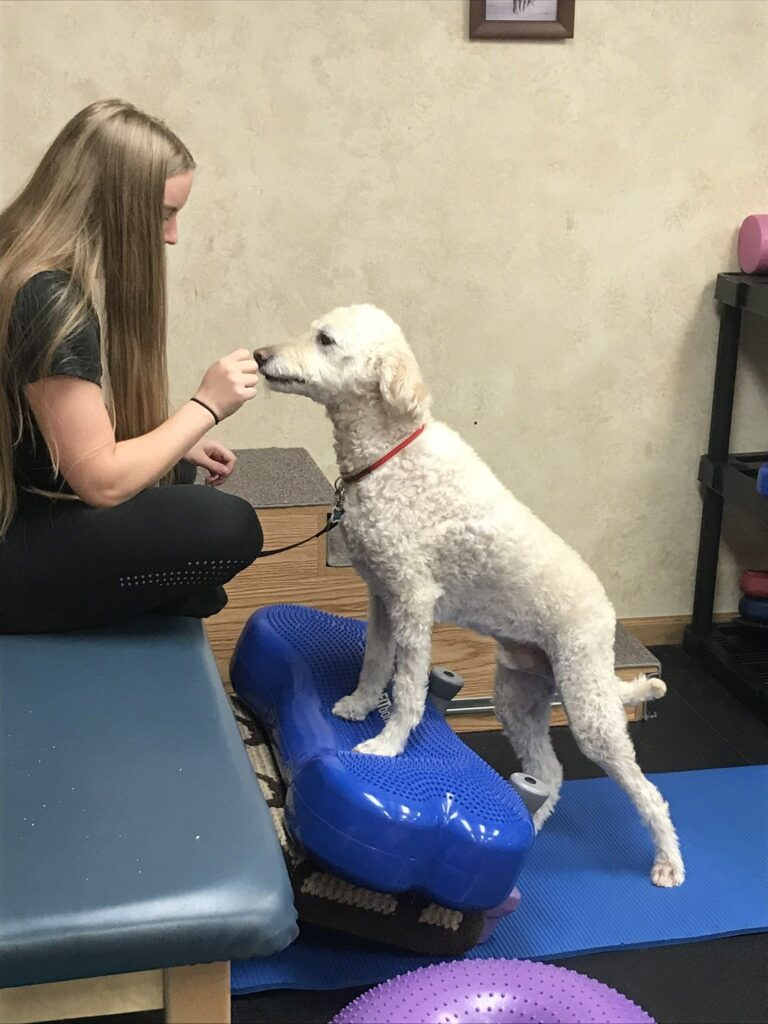dog lift at canine physical rehab recreation montgomery il