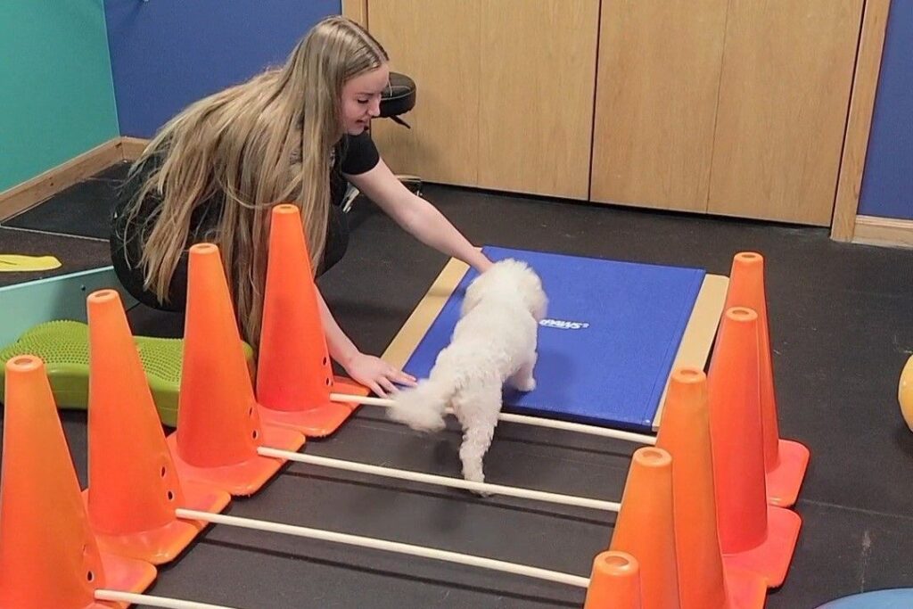 dog obstacle course at canine physical rehab recreation montgomery il