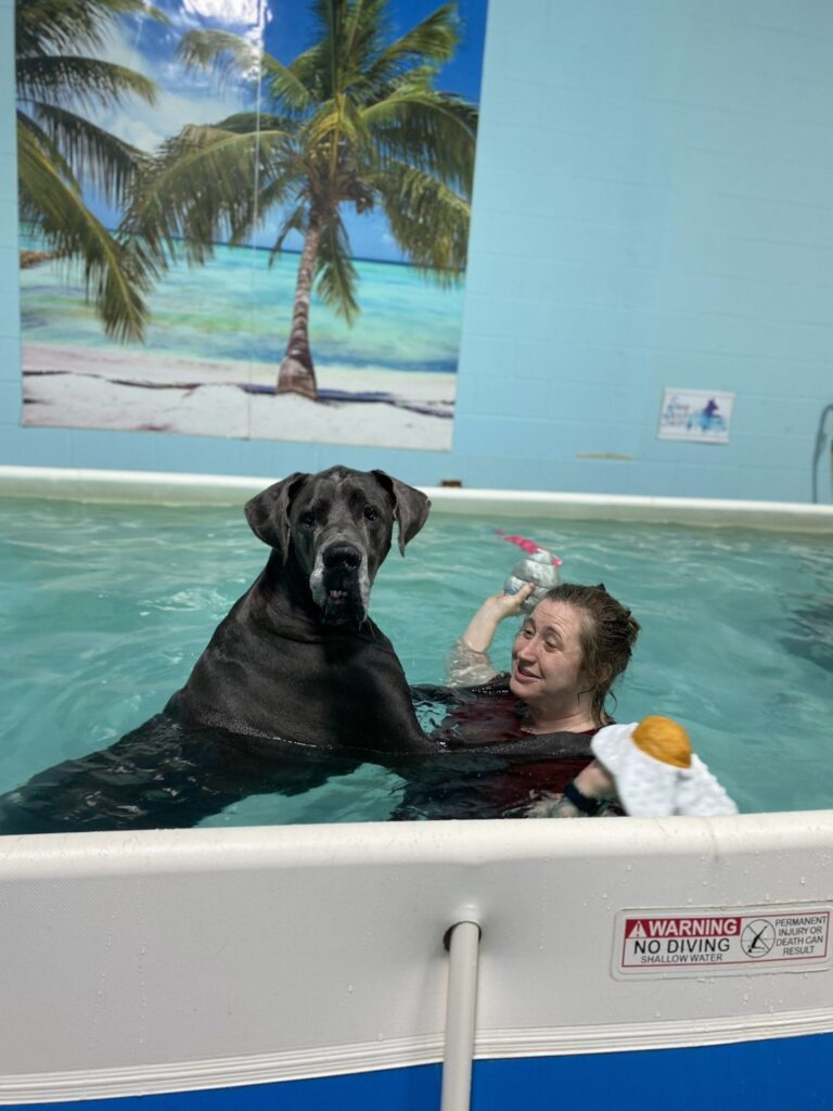 dog swim pool 2 at canine physical rehab recreation montgomery il