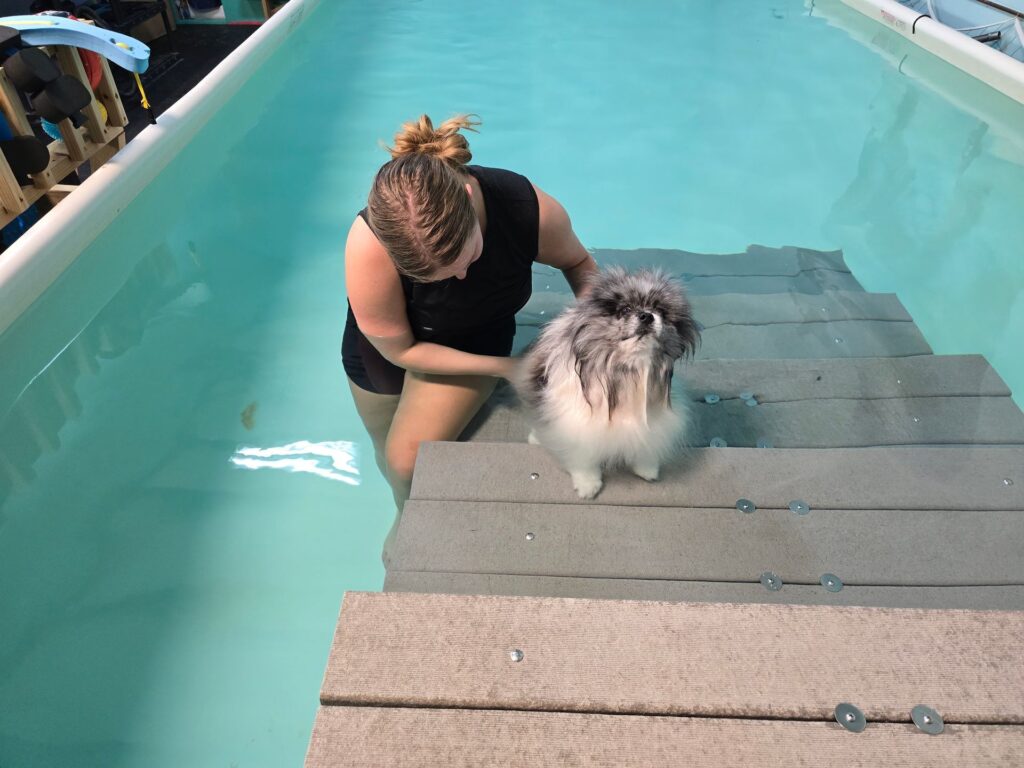 dog water ramp at canine physical rehab recreation montgomery il