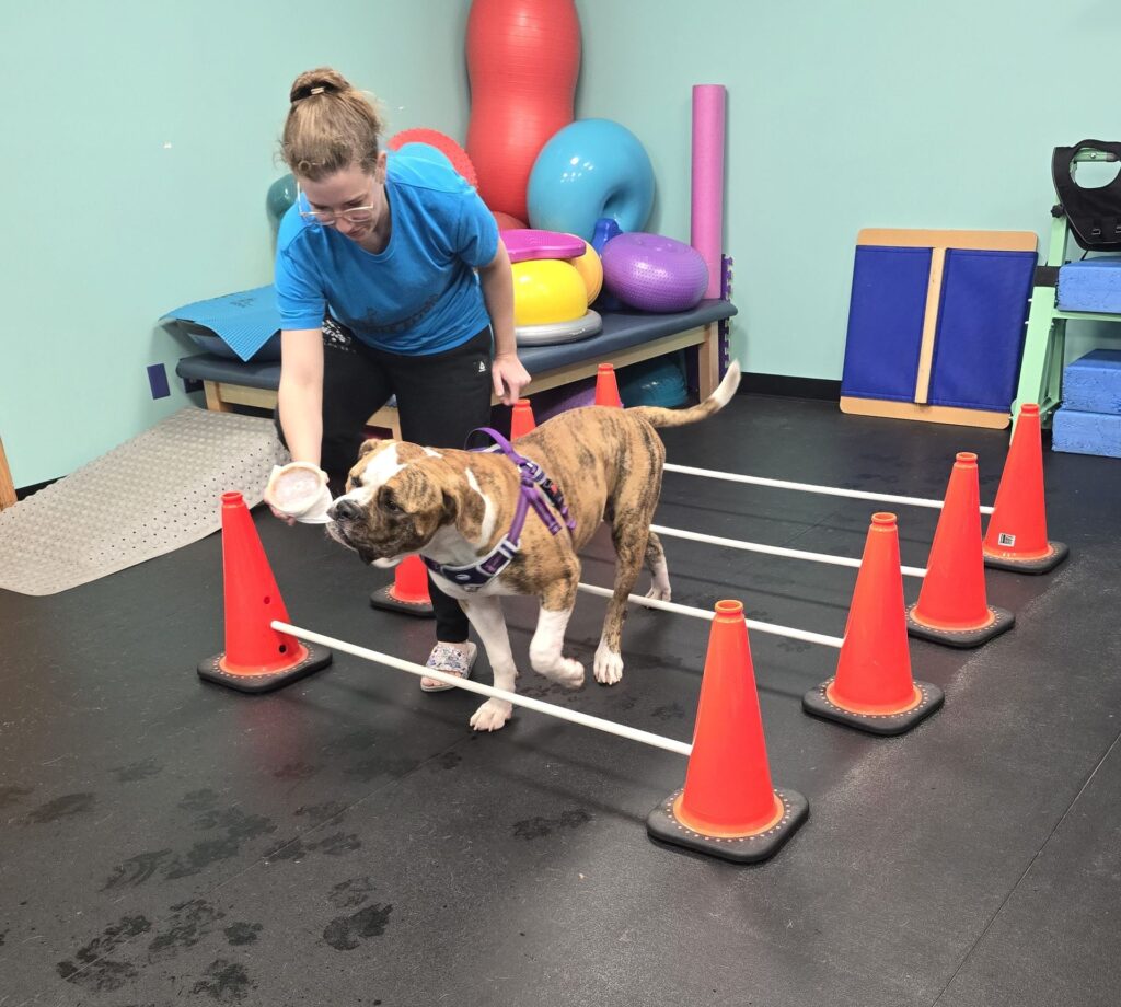 maverick 2 at canine physical rehab recreation montgomery il
