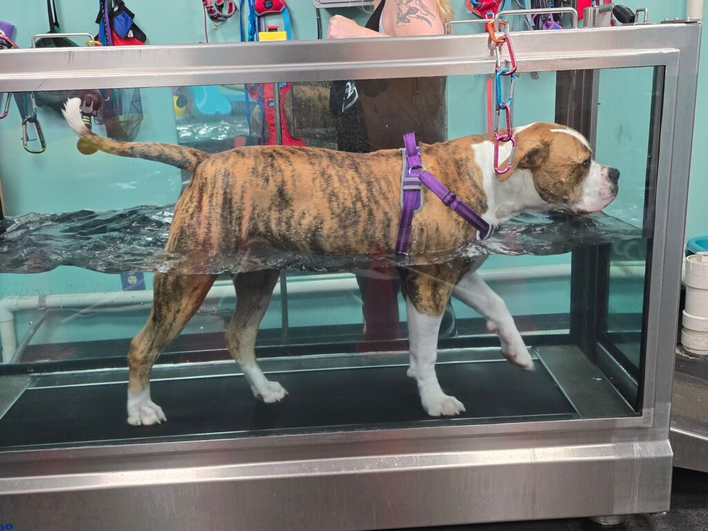 maverick swim tank at canine physical rehab recreation montgomery il