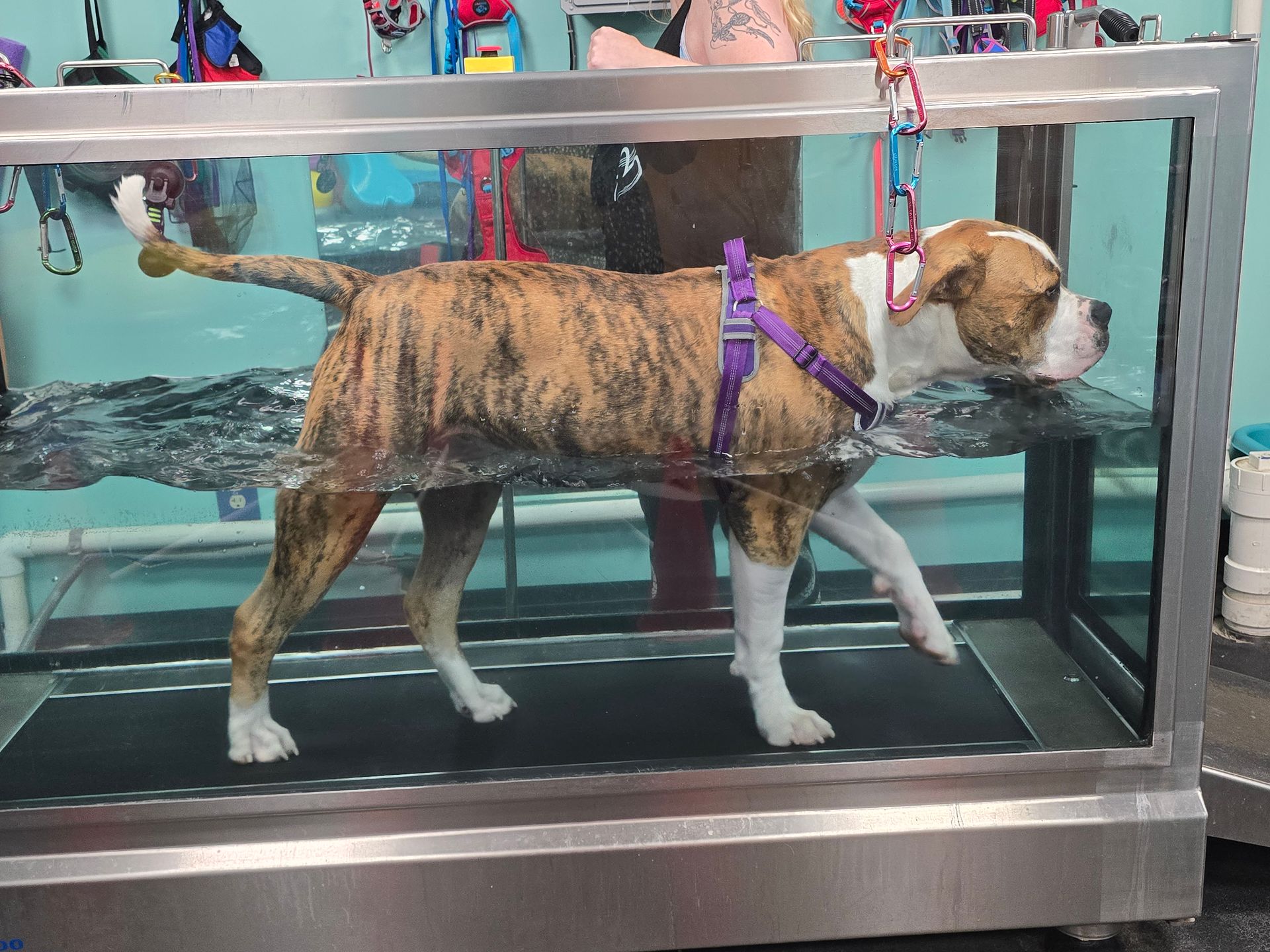 maverick swim tank at canine physical rehab recreation montgomery il