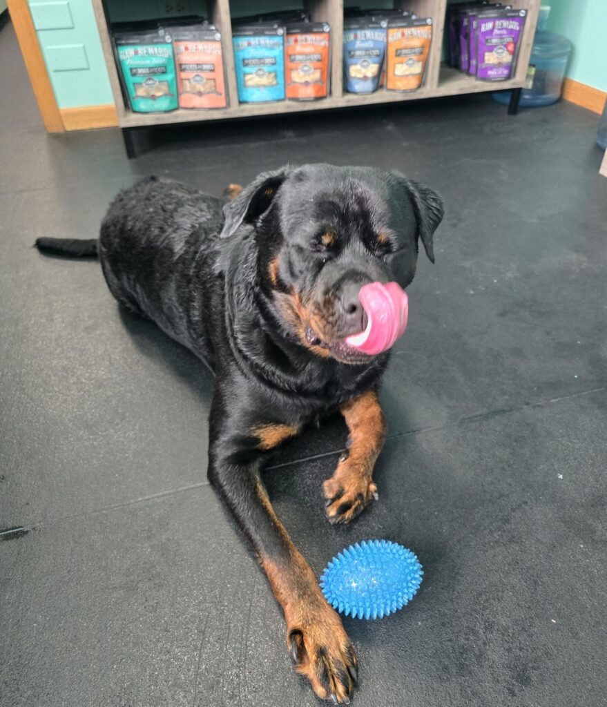 misha at canine physical rehab recreation montgomery il