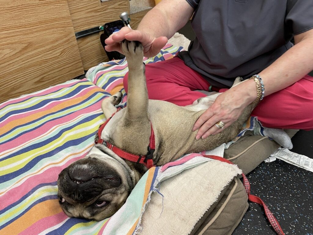 physical therapy at canine physical rehab recreation montgomery il