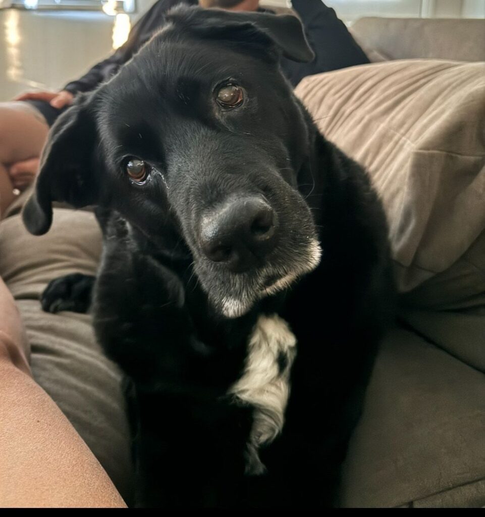 riddick schmeltzer at canine physical rehab recreation montgomery il