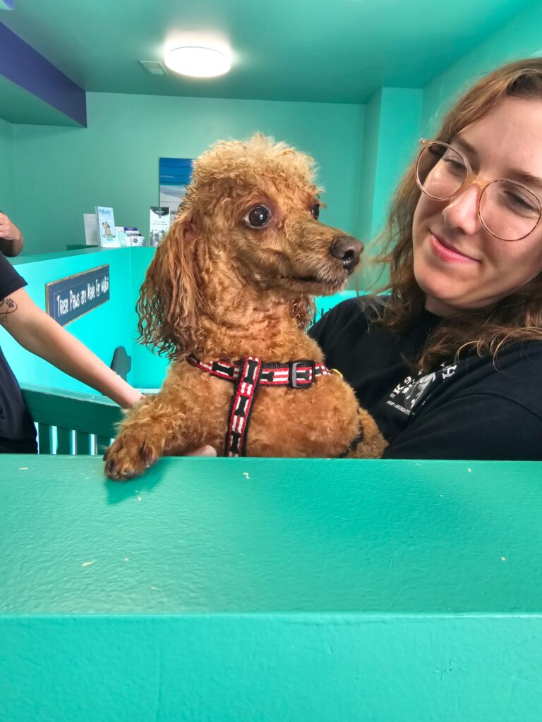 sabre at canine physical rehab recreation montgomery il