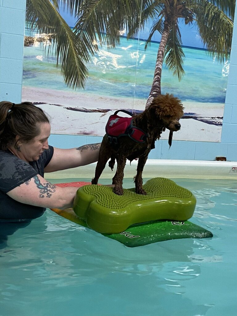 swim break at canine physical rehab recreation montgomery il